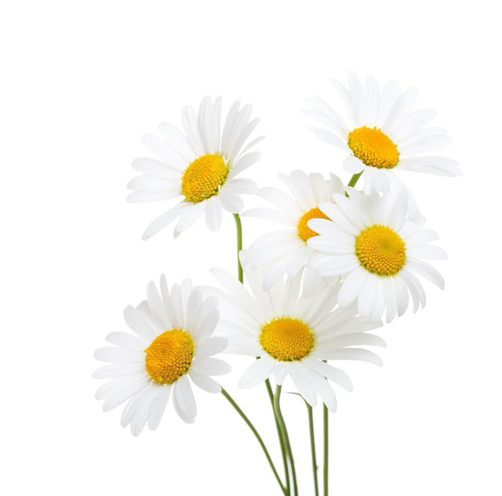 Chamomile | Chamaemelum nobile | 100% ESSENTIAL OIL | Eo Cosmetics And Health