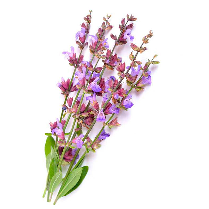 Clary Sage | Salvia sclarea | 100% Essential Oil | Eo Cosmetics and Health