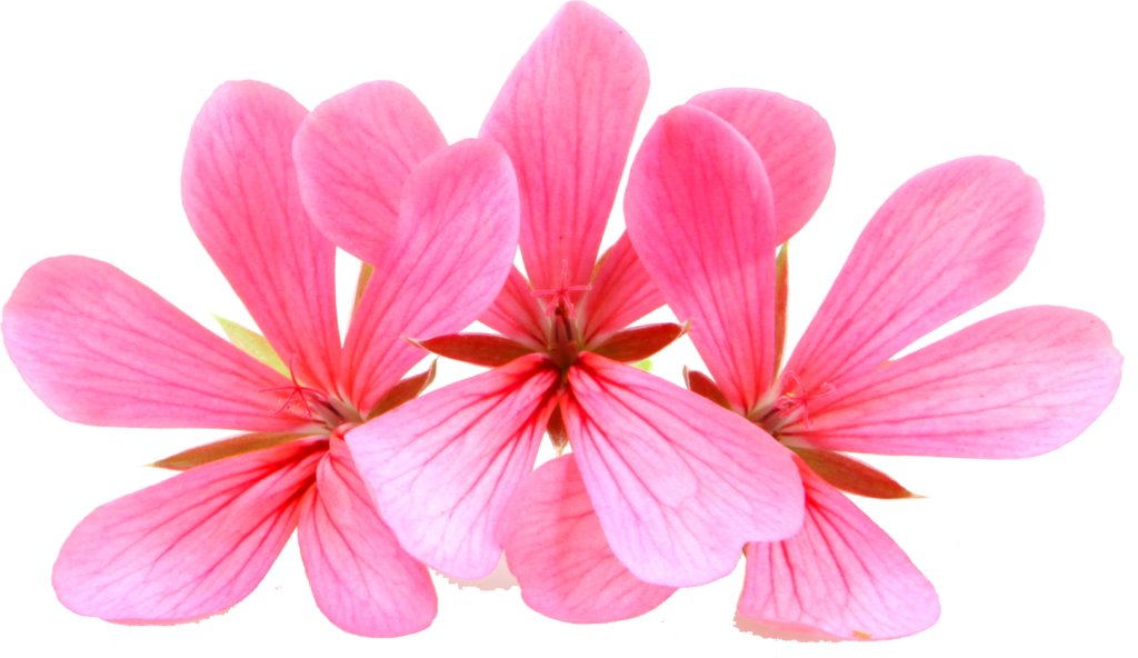 Geranium | Pelargonium graveolens | 100% ESSENTIAL OIL | Eo Cosmetics and Health