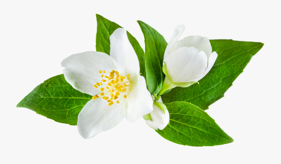 Thai Jasmine | Jasminum grandiflorum 100% ESSENTIAL OIL | Eo Cosmetics and Health