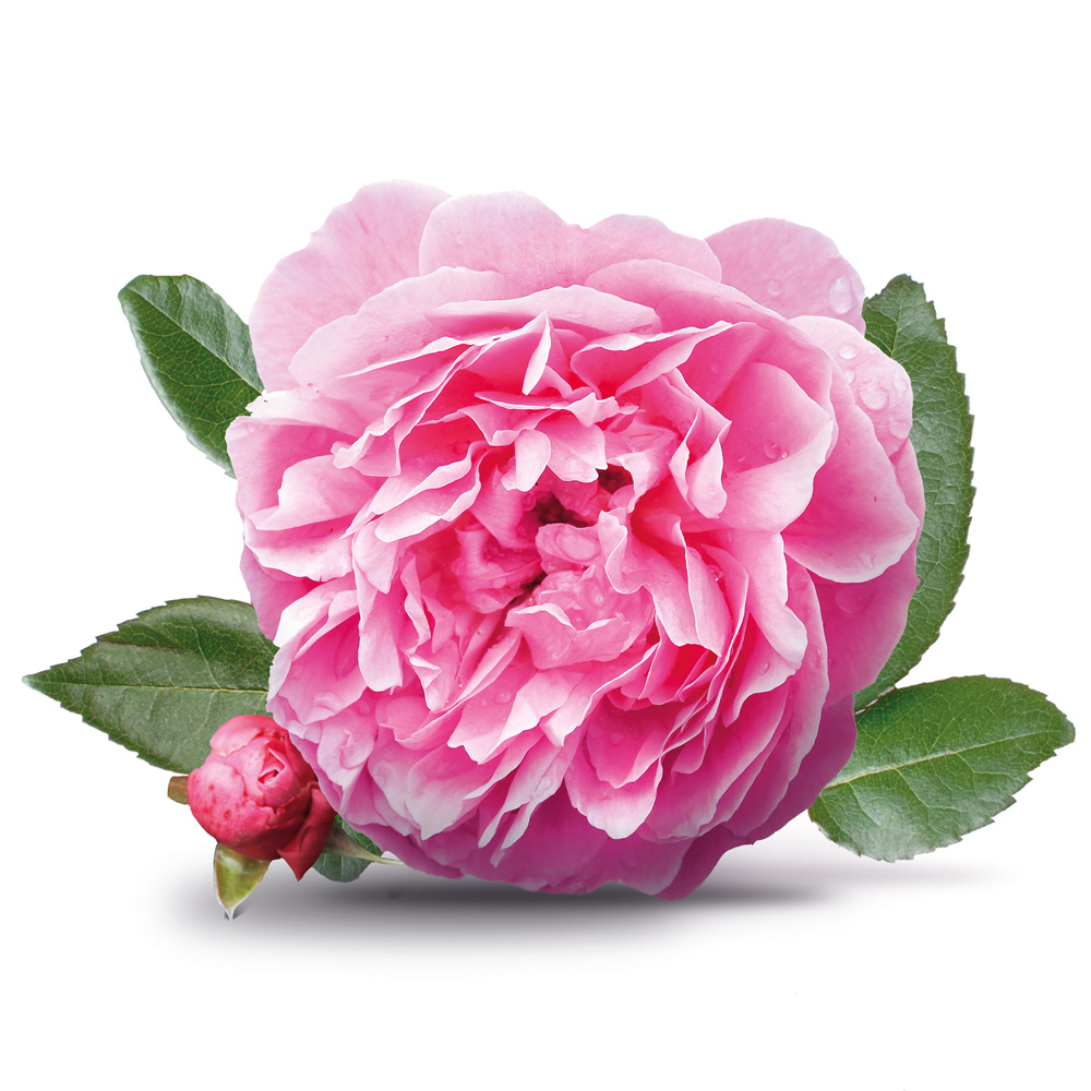 Wild Rose | Rosa damascena 100% ESSENTIAL OIL | Eo Cosmetics and Health