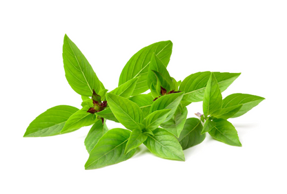 Thai Basil | Ocimum sanctum | 100% ESSENTIAL OIL | Eo Cosmetics and Health