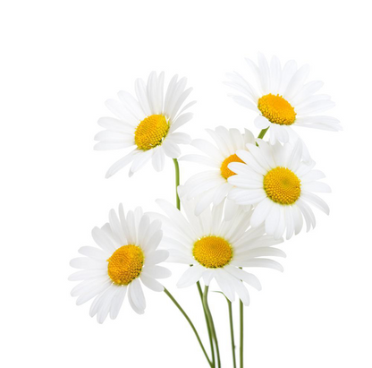 Chamomile | Chamaemelum nobile | 100% ESSENTIAL OIL | Eo Cosmetics And Health