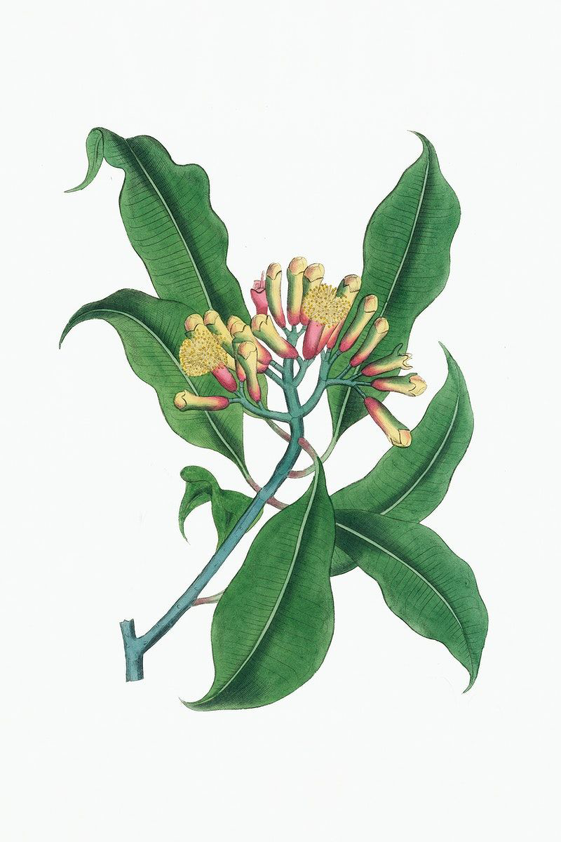 Clove Bud | Syzgium aromaticum | 100% ESSENTIAL OIL | Eo Cosmetics and Health