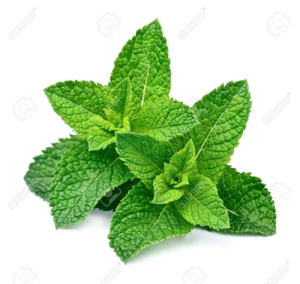 Organic PEPPERMINT Lip Balm