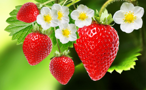 Organic STRAWBERRY Lip Balm