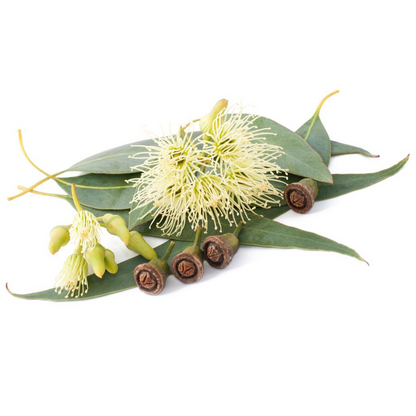 Eucalyptus | Eucalyptus globulus | 100% ESSENTIAL OIL | Eo Cosmetics and Health