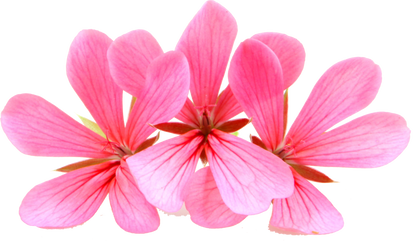 Geranium | Pelargonium graveolens | 100% ESSENTIAL OIL | Eo Cosmetics and Health