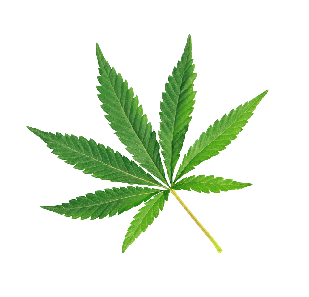 Hemp Oil | Cannabis sativa | 100% ESSENTIAL OIL | Eo Cosmetics and Health