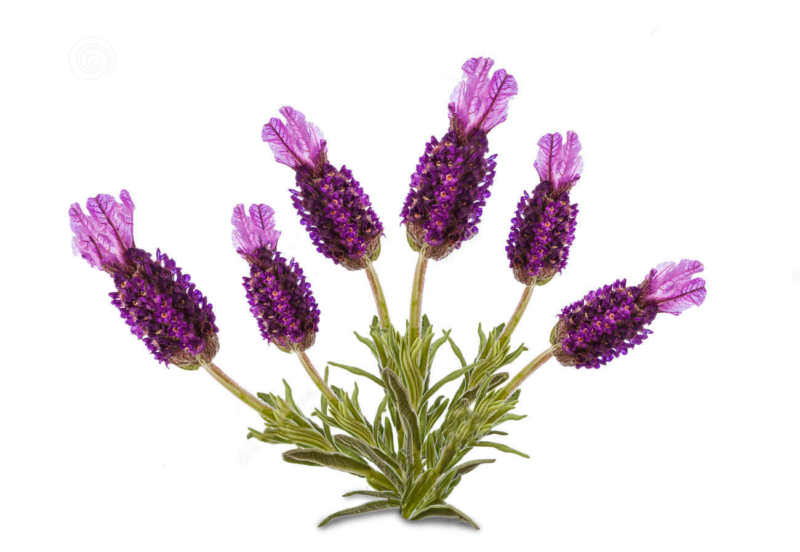 French Lavender | Lavadula angustifolia 100% ESSENTIAL OIL | Eo Cosmetics and Health