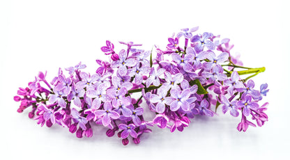 Lilac | Syringa vulgaris | 100% ESSENTIAL OIL | Eo Cosmetics and Health