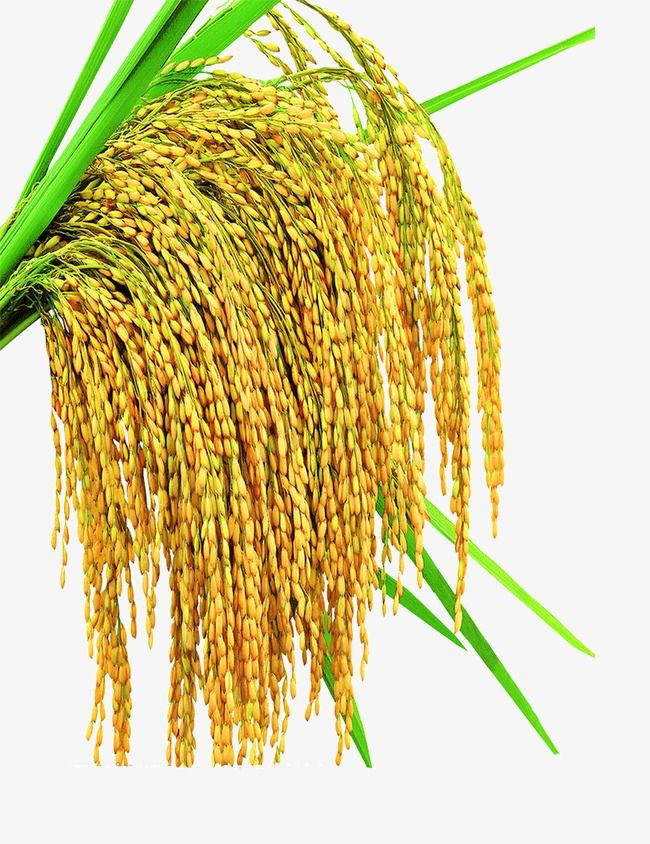Rice milk | Khao Dawk Mali 105 100% ESSENTIAL OIL | Eo Cosmetics and Health