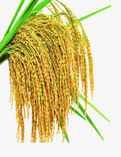 Rice milk | Khao Dawk Mali 105 100% ESSENTIAL OIL | Eo Cosmetics and Health