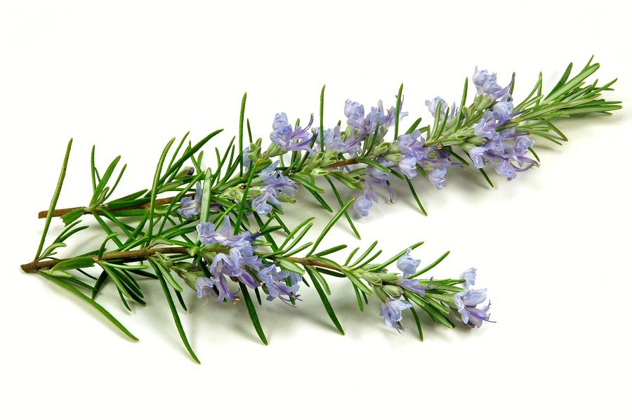 Rosemary | Rosmarinus officinale | 100% ESSENTIAL OIL | Eo Cosmetics and Health