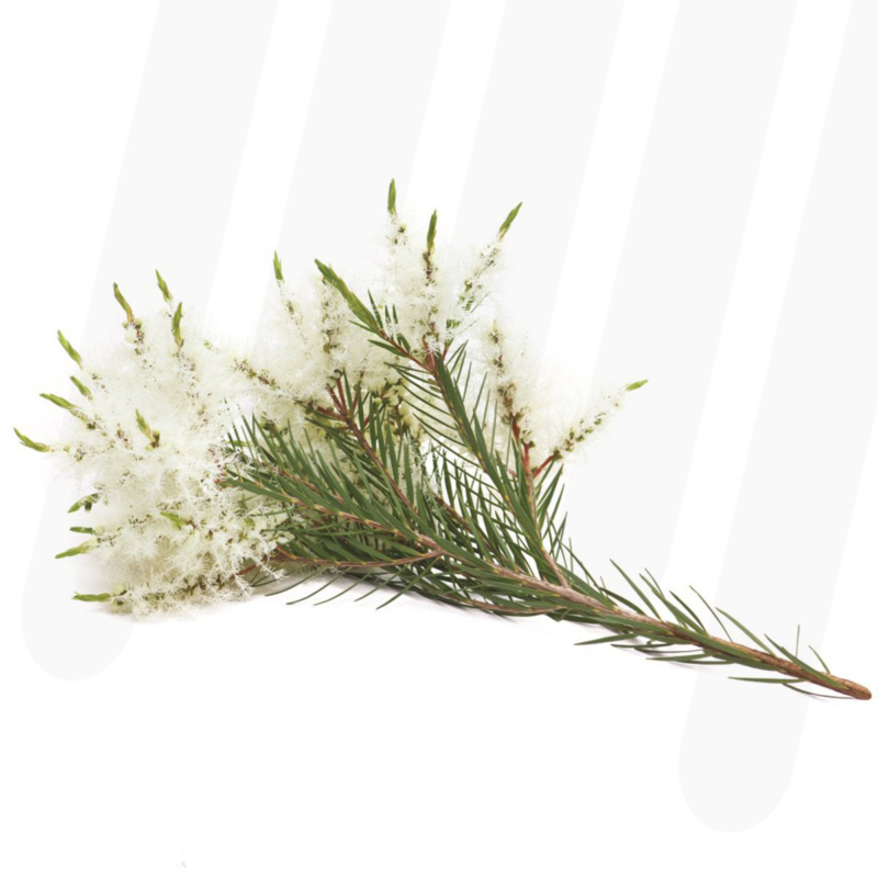 Tea Tree | Melaleuca alternifolia 100% ESSENTIAL OIL | Eo Cosmetics and Health