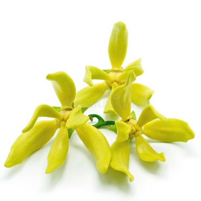 Ylang-Ylang | Cananga odorata var. genuina | 100% ESSENTIAL OIL | Eo Cosmetics and Health